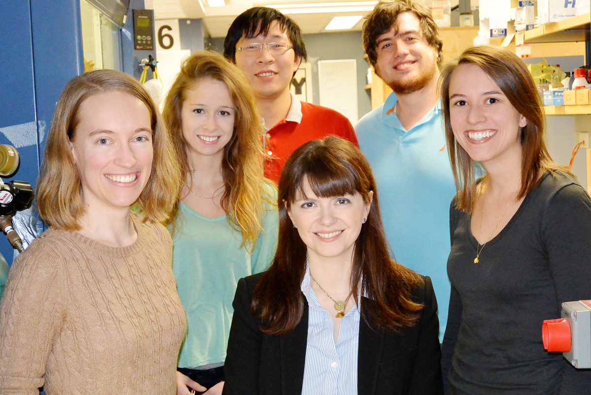 University of Illinois chemists led by professor Christina White (center) developed a new catalyst based on the metal manganese that is both highly reactive and highly selective, traits previously thought to be inversive. Graduate students, from left: Shauna Paradine, Shannon Miller, Jinpeng Zhao, Aaron Petronico and Jennifer Griffin.