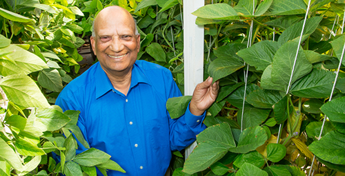 Research geneticist Ram Singh crossed soybean with a related wild, perennial plant from Australia, introducing new genetic diversity to the soybean plant.