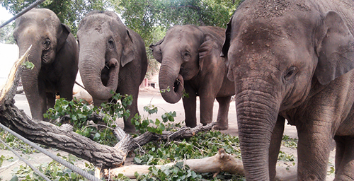 Researchers develop new tools to detect and monitor tuberculosis in Asian elephants.