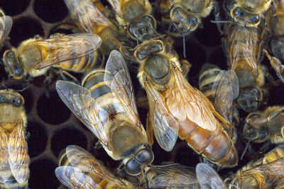 Image shows a few Africanized honey bees in a hive.