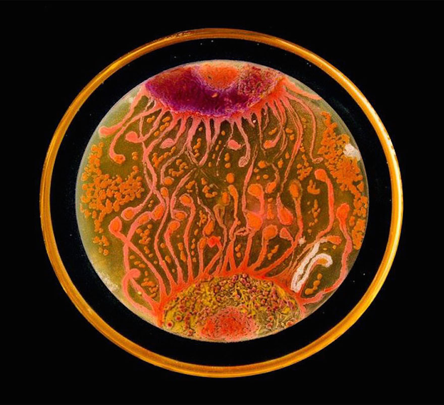 Nesterenkonia, one of the microbial species used in this petri dish art, has been found in other high-altitude lakes in Argentina.