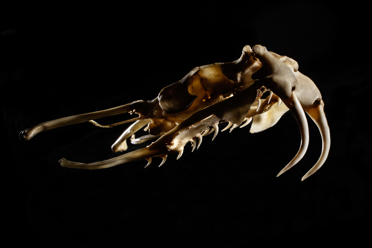 Photo of a viper skull with fangs out.