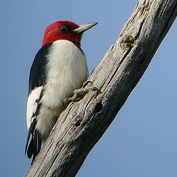A red-headed woodpecker uses its beak to pierce through wood.