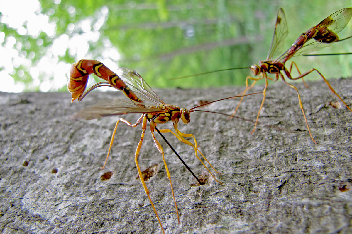 Avispa parasitoide apuñala su ovopositor en la madera.