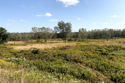Scene of wetland with low-growing vegetation and flowers in the foreground, yellowing grasses beyoond that and a line of immature trees in the distance.