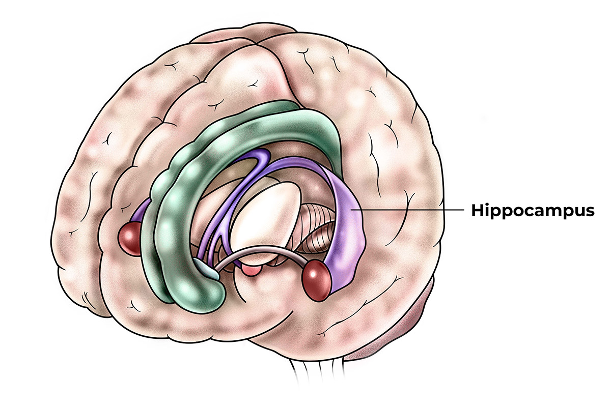 Graphic of the human brain showing the location of the hippocampus.
