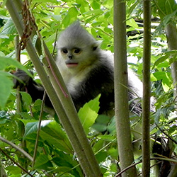 Juvenile black-and-white snub-nosed monkey.