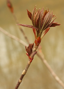 Spring leaves emerge on an Ohio buckeye tree.