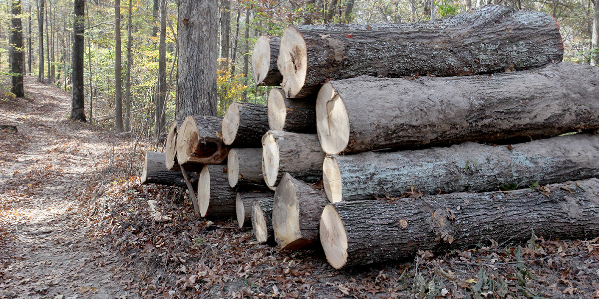 Landowners learn how to sustainably harvest timber from their forests.