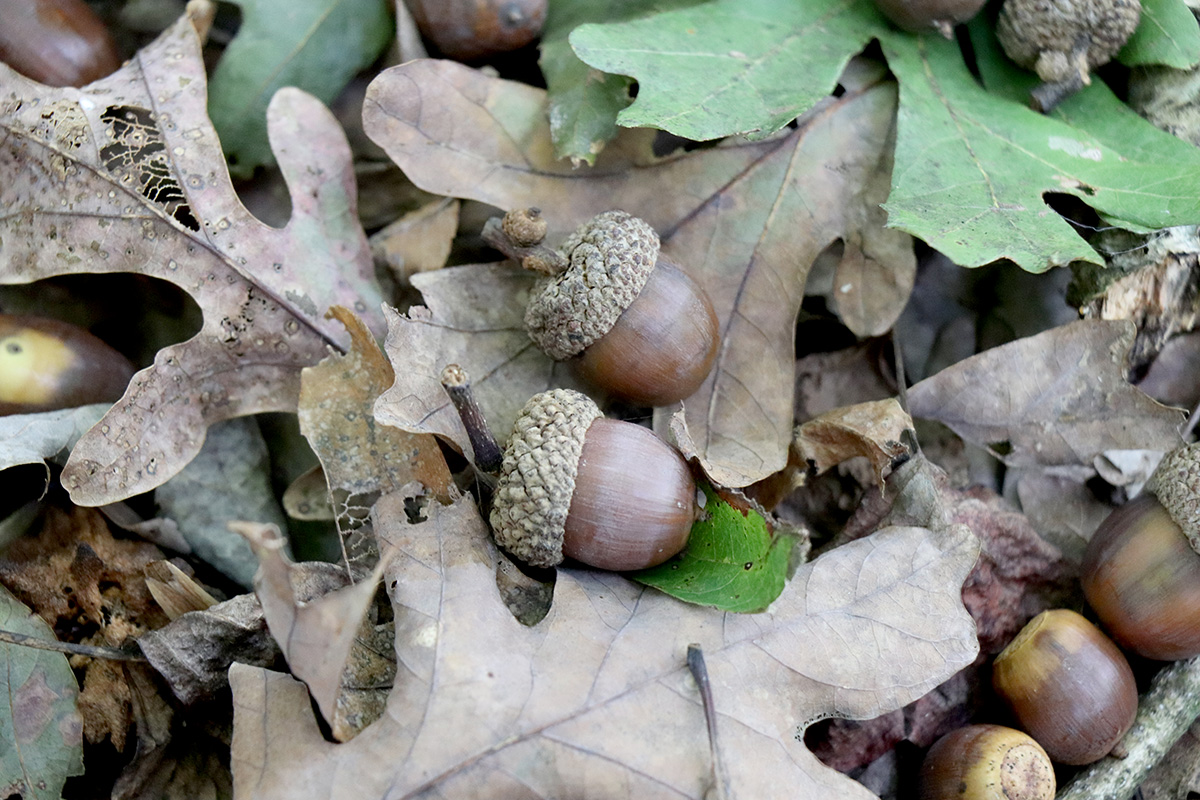 White oak acorns on the forest floor.