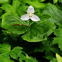 The woodland perennial, white trillium, is native to Illinois. It has a white, three-petaled flower and deep green leaves.