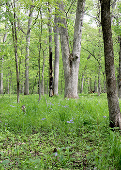 View of the open interior of a southern Illinois forest with one mature tree and several smaller trees and a carpet of herbaceous plants on the ground. Some of the plants have bunches of purple flowers.
