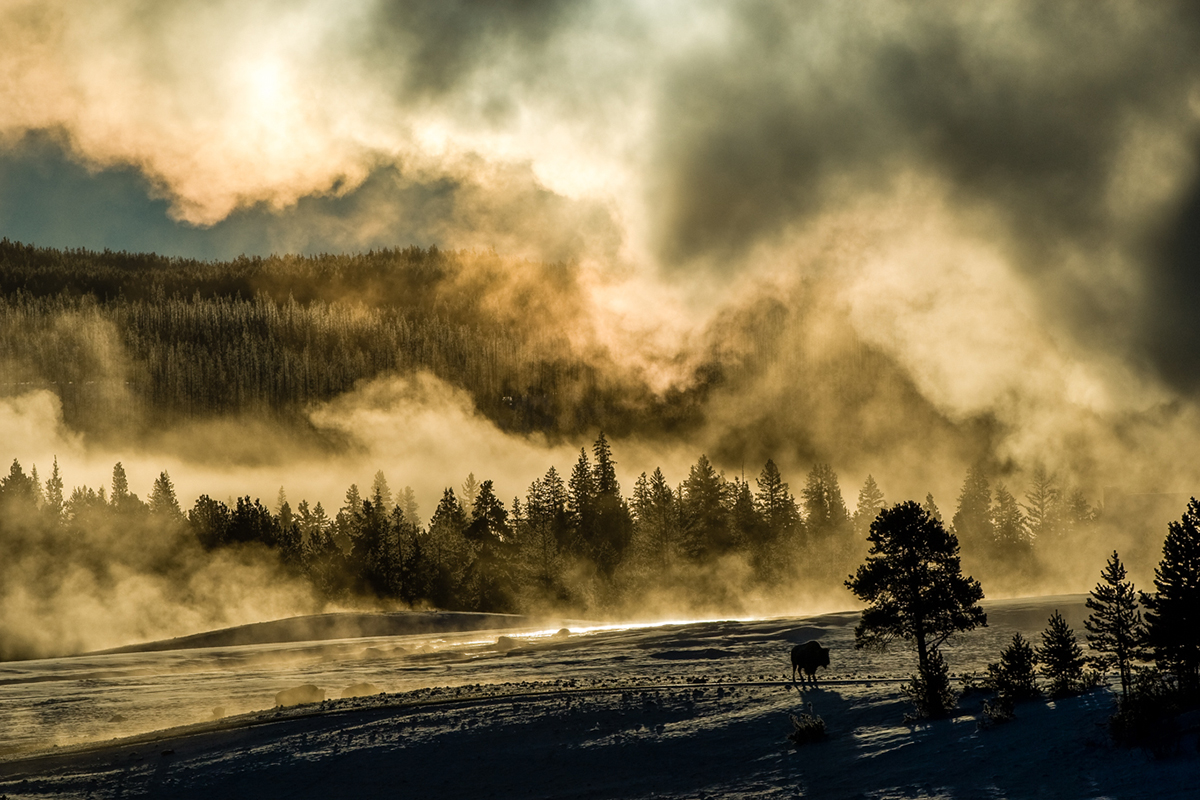 Steam from an Old Faithful eruption is more spectacular in winter because of the direct contact between the steam and the cold air. There is a silhouette of a bison cow absorbing the heat from the morning sun below the steam cloud.