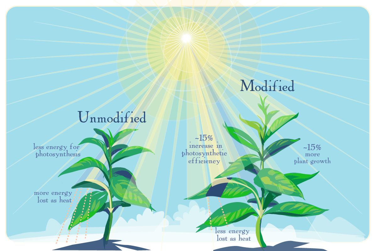 Scientists Tweak Photosynthesis To Boost Crop Yield Illinois