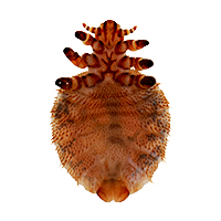 Seal louse Echinopthirius horridus