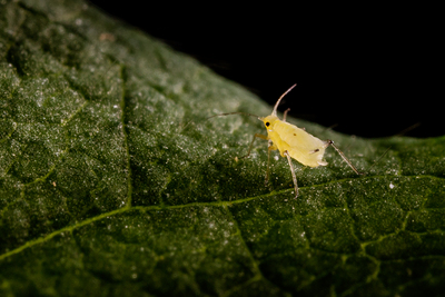 The soybean aphid is tiny, about the size of a pollen grain, but an infestation can cause soybean losses of up to 40 percent, studies reveal.