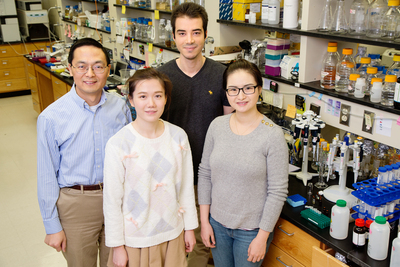 Illinois researchers used CRISPR technology to activate silent gene clusters in Streptomyces bacteria, a potential treasure trove of new classes of drugs. Pictured, clockwise from back middle: graduate student Behnam Enghiad, postdoctoral researcher Shangwen Luo, graduate student Tajie Luo and professor Huimin Zhao.