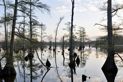 A cypress swamp near Snake Road in the Shawnee National Forest, near Harrisburg, Illinois.