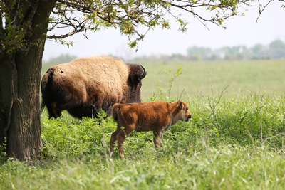 Photo of a buffalo and calf standing on a prairie.