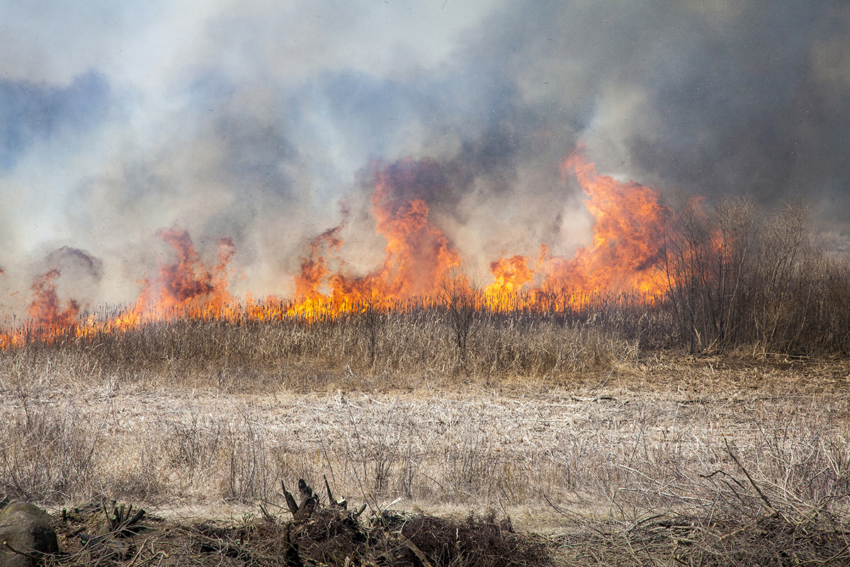 Photo of a line of fire burning across prairie grasses