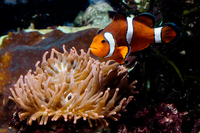 Male anemonefish are the primary caregivers in the nest. A new study examines how hormones influence their commitment to fathering.