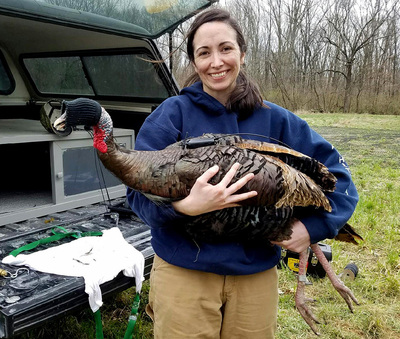 U. of I. graduate student Christine Parker studies wild turkeys. Catching them is a challenge. The hood on the bird’s head calms it while the researchers work.