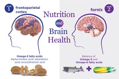 New studies link specific nutrients to the structure and function of brain regions that are particularly sensitive to aging and neurodegenerative disease.