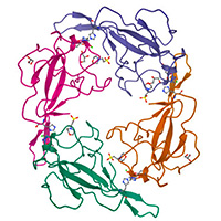 A graphic depiction of a coronavirus protein, showing what look like colorful, wavy strings.
