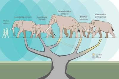 Genetic study shakes up the elephant family tree | Illinois