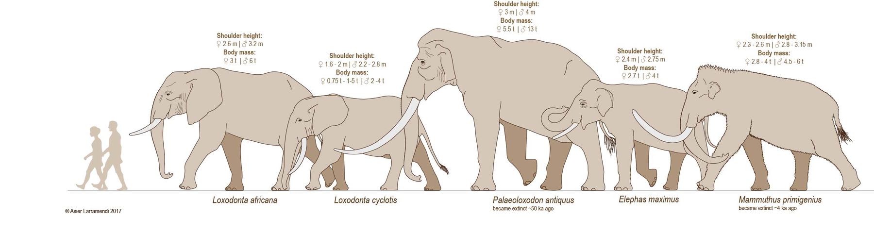 Genetic study shakes up the elephant family tree | Illinois