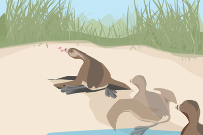 A pied-billed grebe, a bird that is built for swimming, not walking, scoots up a mud bank to catch an earthworm, a hunting behavior never before described in the scientific literature.