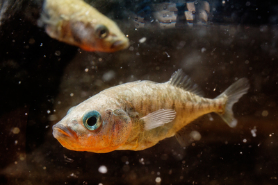 A new study measured robust changes in brain gene expression for up to two hours after a three-spined stickleback fish encountered another fish.
