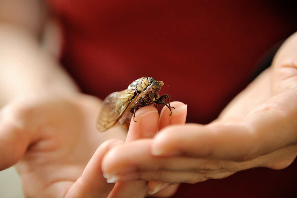 The wings of Megatibicen dorsatus, a prairie-dwelling cicada, are helping engineers design water-repellent surfaces.