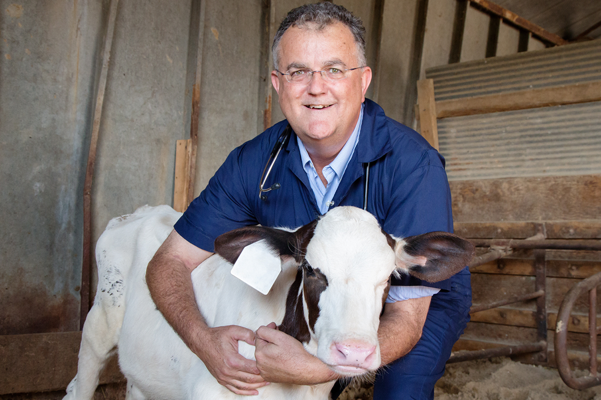 In a new study of more than 1,400 critically ill calves with diarrhea, Peter D. Constable and his colleagues found that clinical signs of disease were better predictors of mortality than the laboratory data that clinicians have relied upon historically. Constable is the dean of the College of Veterinary Medicine at the University of Illinois.