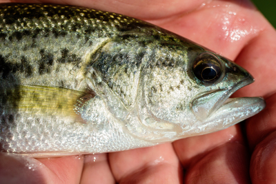 A new study of stress responses in largemouth bass found that those that are less likely to strike at a fishing lure also tend to experience higher cortisol levels after a stressful encounter.