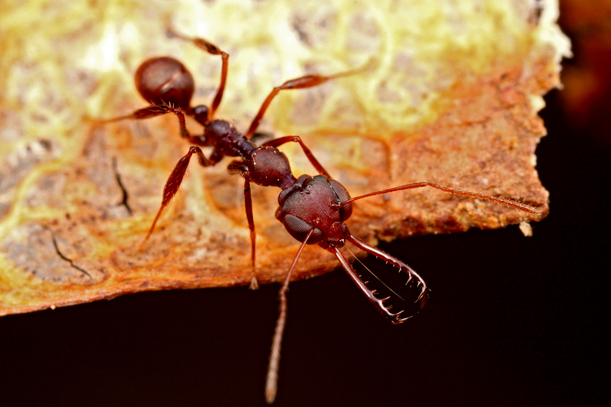 Ящерица муравьи. Myrmoteras binghamii. Myrmoteras cuneonodum. Муравьи атта. Самые красивые муравьи.