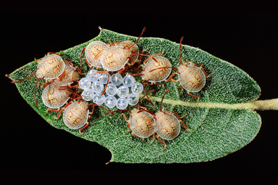 The author discovered stink bug babies on the underside of a leaf.