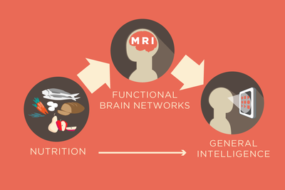 Illinois professor Aron Barbey led a study that found the functional network organization in the brain mediates the relationship between nutrition and intelligence.