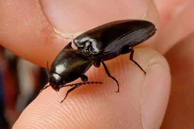 Click beetles can jump without the aid of their limbs when they are tipped onto their backsides. A team of University of Illinois researchers are examining this mechanism to engineer self-righting robots.