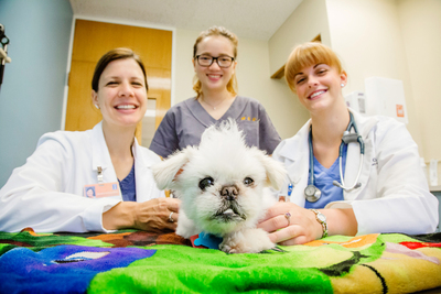 Dr. Katherine Kling and veterinary students Rita Chu and Nicole Andrews pose with Elliot, a senior rescue dog in treatment for a fractured jaw.