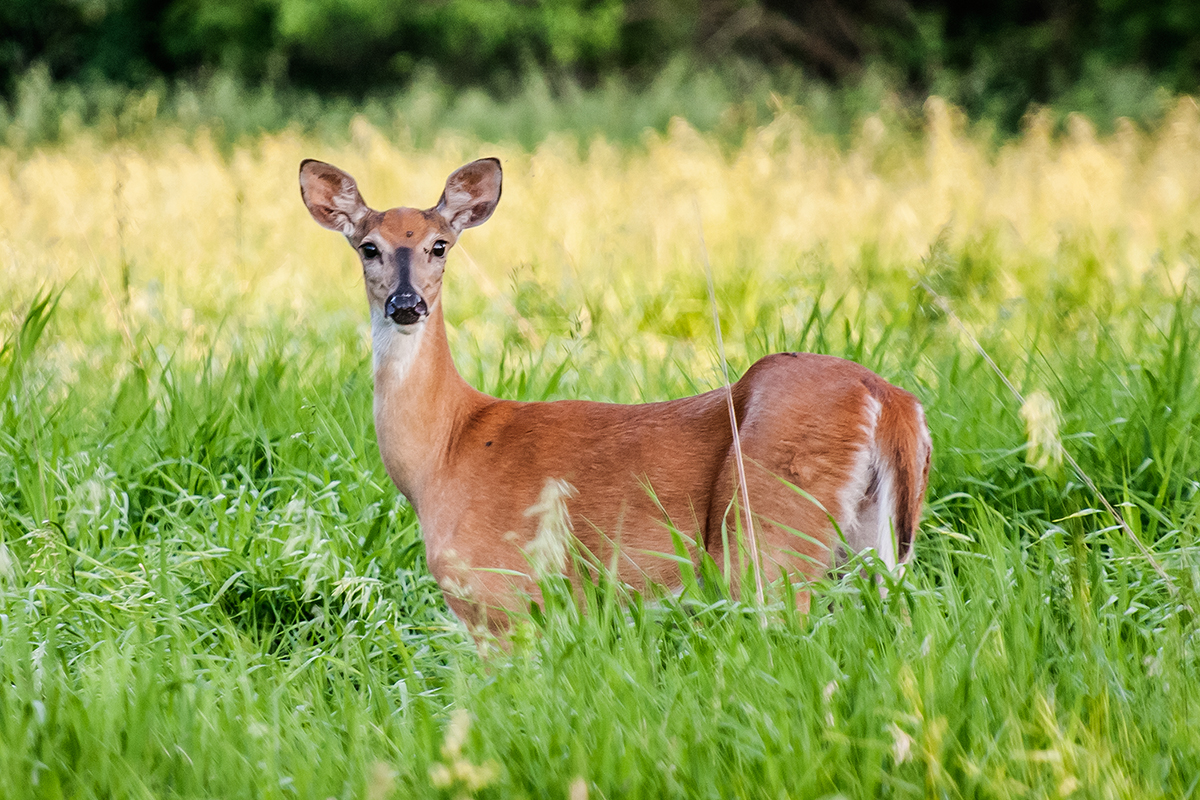 Chronic Wasting Disease afflicts white-tailed deer (pictured), mule deer, moose, reindeer and elk.