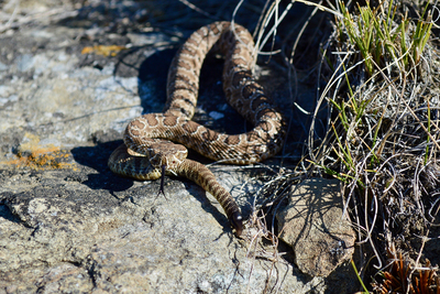 A newborn prairie rattlesnake is found basking with a large female.