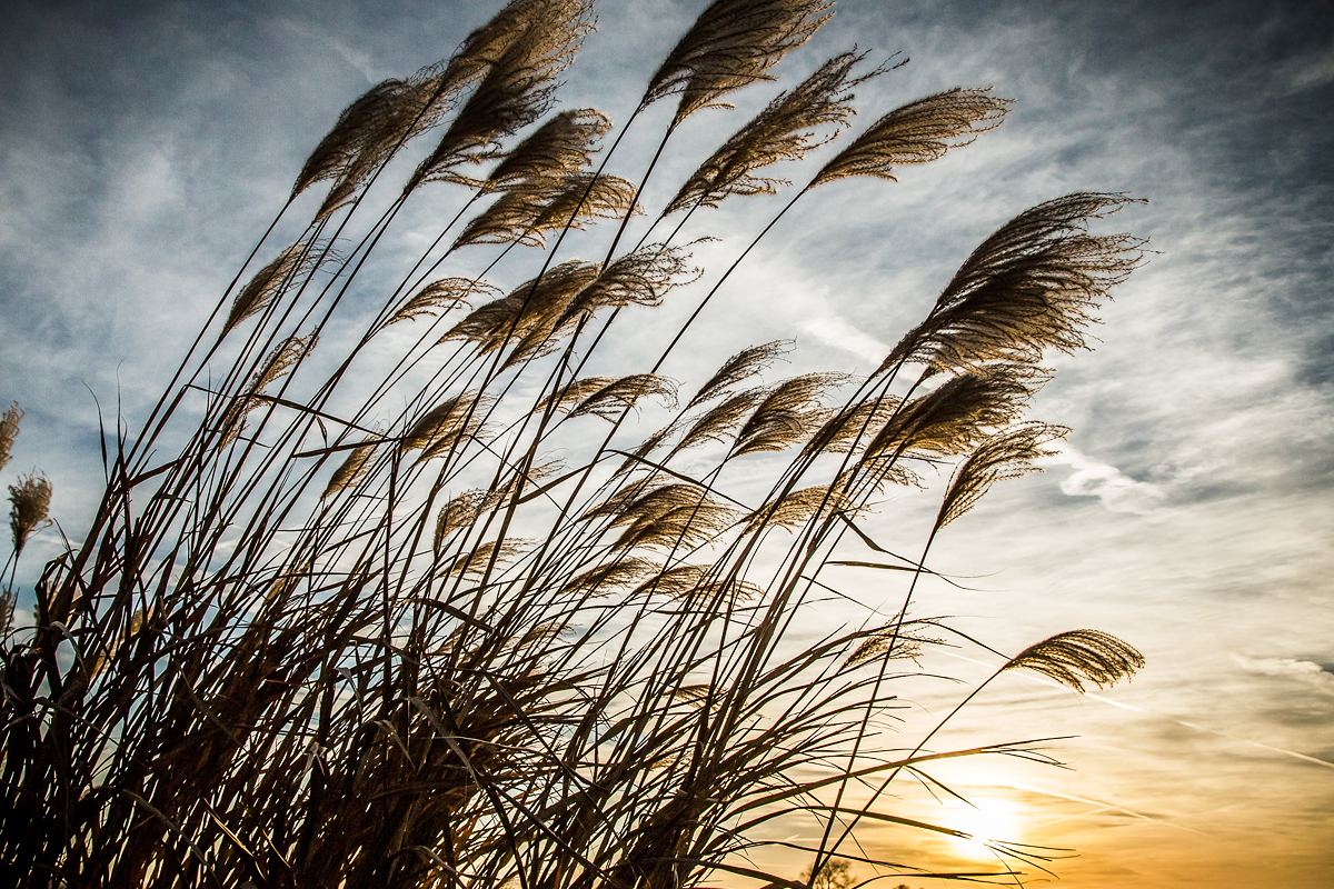 The sun sets behind miscanthus on the south farms