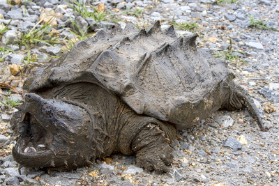 Researchers were surprised to find a rare, wild alligator snapping turtle in a creek in southern Illinois, the first found in the state since 1984.