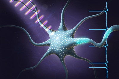 Illinois researchers used ultrafast pulses of tailored light to make neurons fire in different patterns, the first example of coherent control in a living cell.