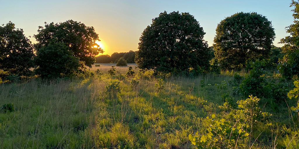 The sun sets over Sand Prairie-Scrub Oak Nature Preserve.