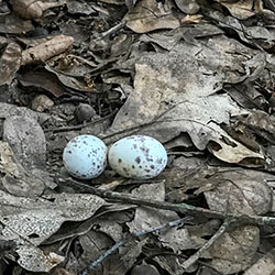 A typical whip-poor-will nest site. Two eggs are laid directly on the ground in deciduous leaf litter.