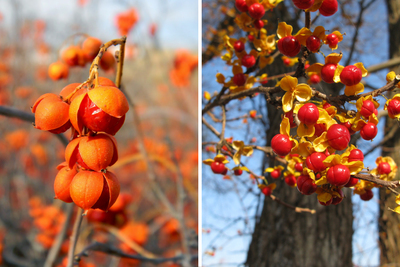 American bittersweet, left, has red berries encased in orange capsules, while oriental bittersweet, right, has red berries encased in bright yellow capsules.