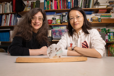 May Berenbaum, left, and Ling-Hsiu Liao found that honey bees have a slight preference for food laced with the fungicide chlorothalonil at certain concentrations.