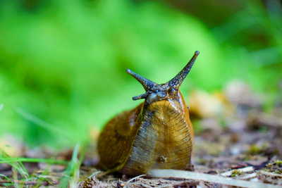 A large land snail with eyestalks and a slimy foot